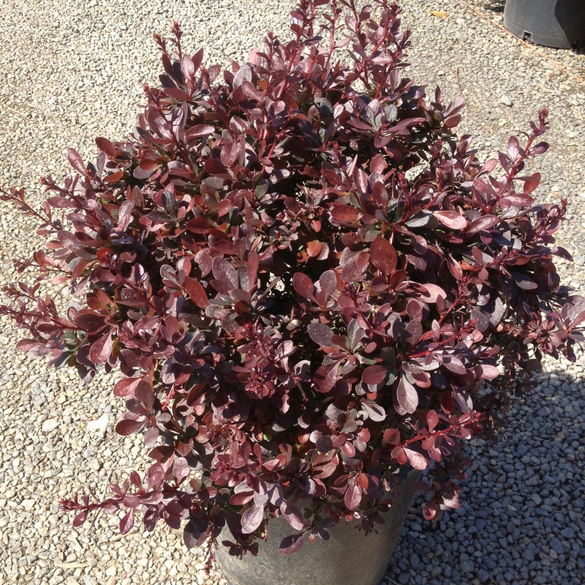 Berberis thunbergii 'Atropurpurea'