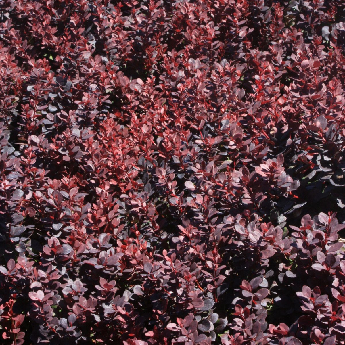 Berberis thunbergii 'Burgundy Carousel'®