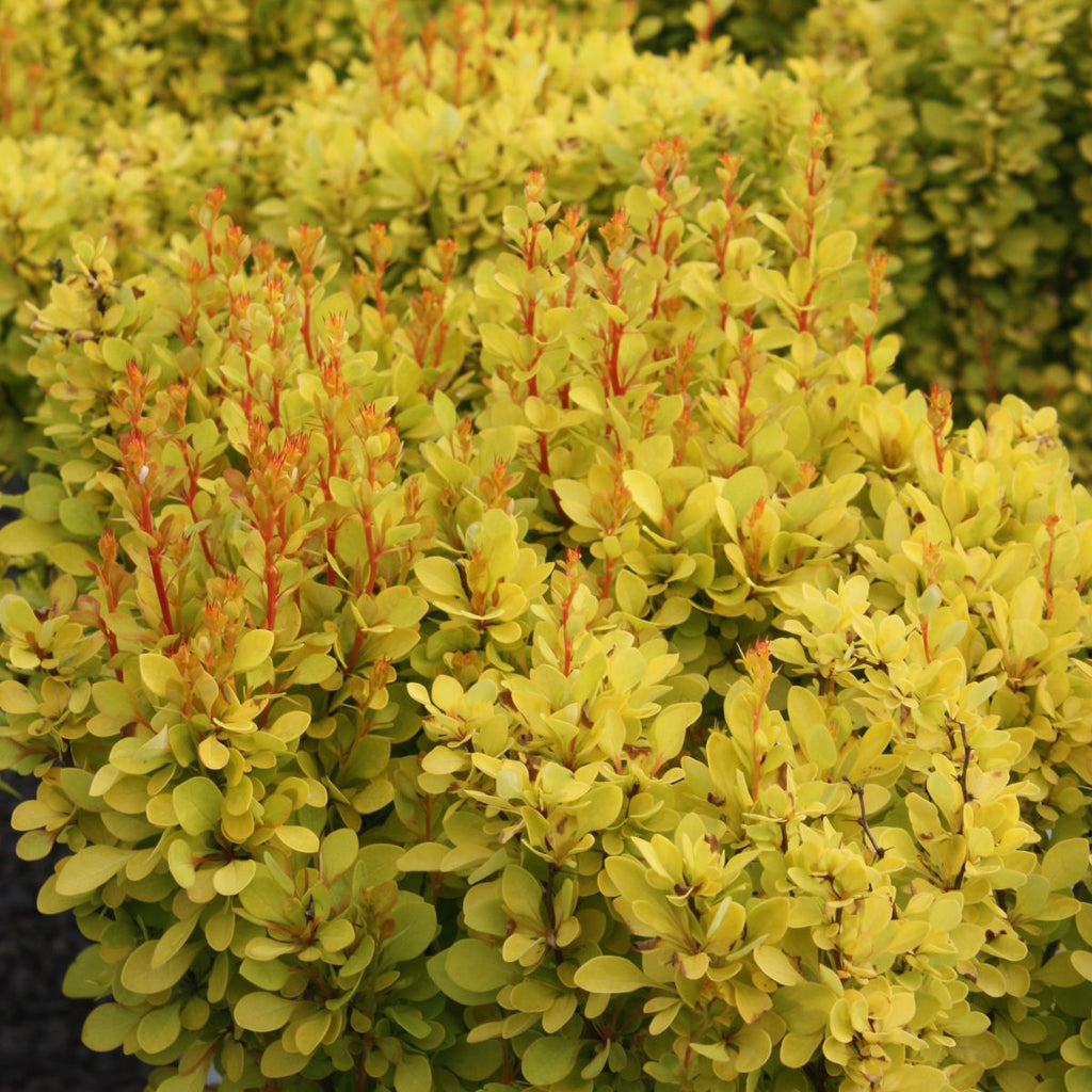 Berberis thunbergii COLOR CHOICE® SUNJOY GOLD PILLAR® PW PP18082