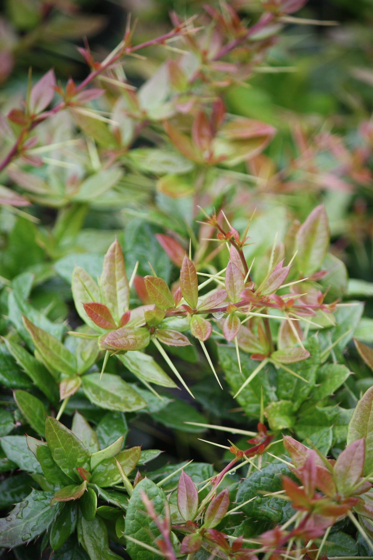 Berberis x glad. 'William Penn'