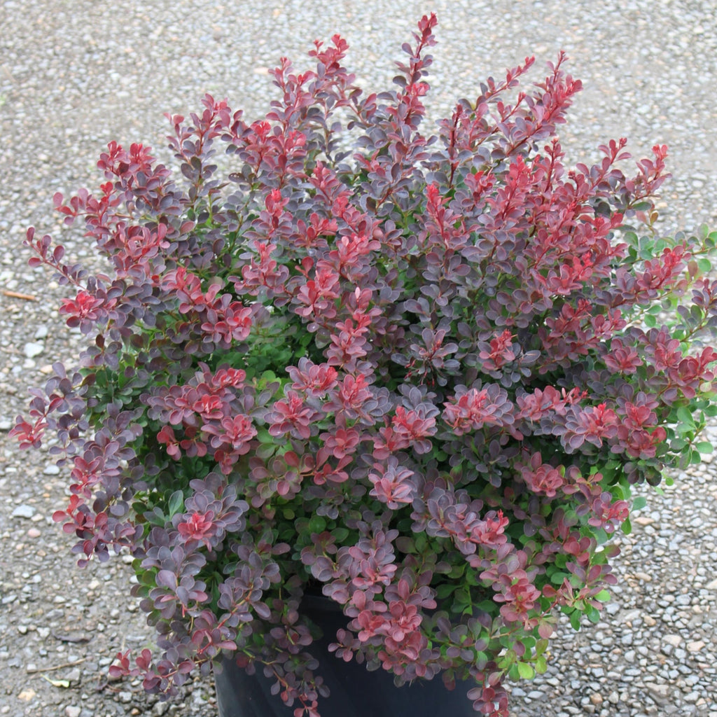 Berberis thunbergii 'Crimson Pygmy'