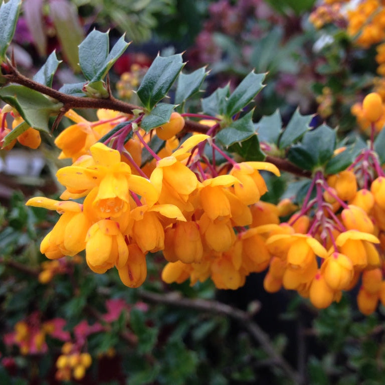 Berberis darwinii