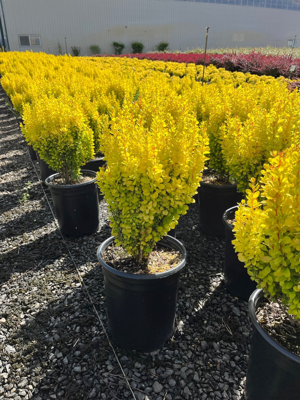 Berberis thunbergii 'Golden Rocket' PP18626