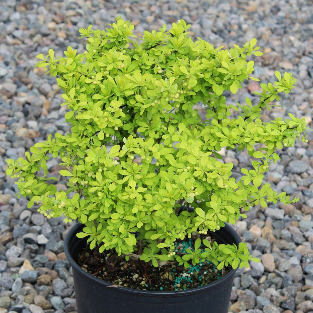 Berberis thunbergii 'Aurea'