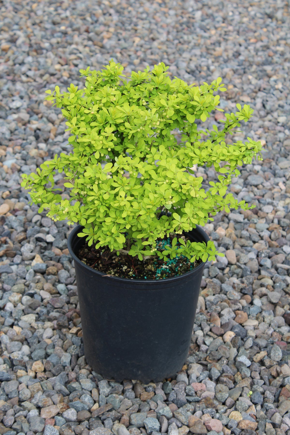 Berberis thunbergii 'Aurea'