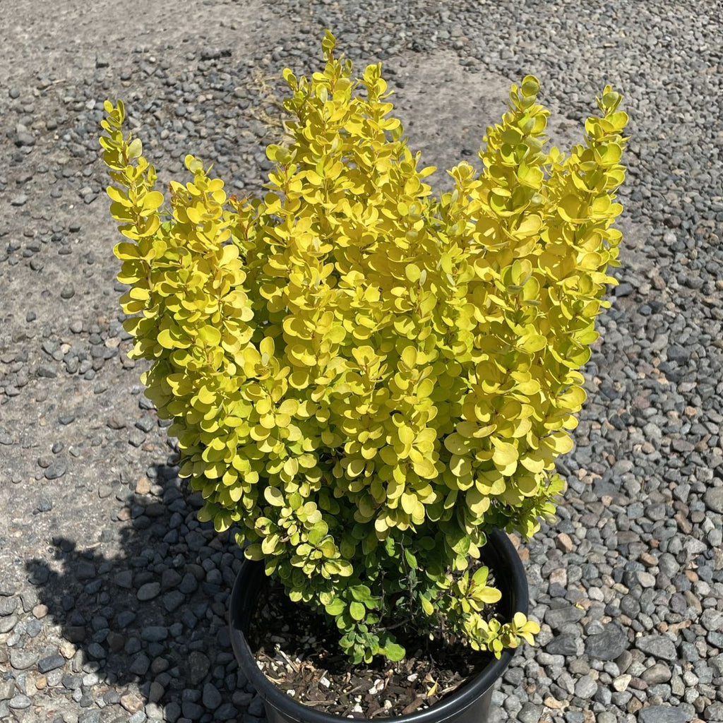 Berberis thunbergii 'Golden Rocket' PP18626