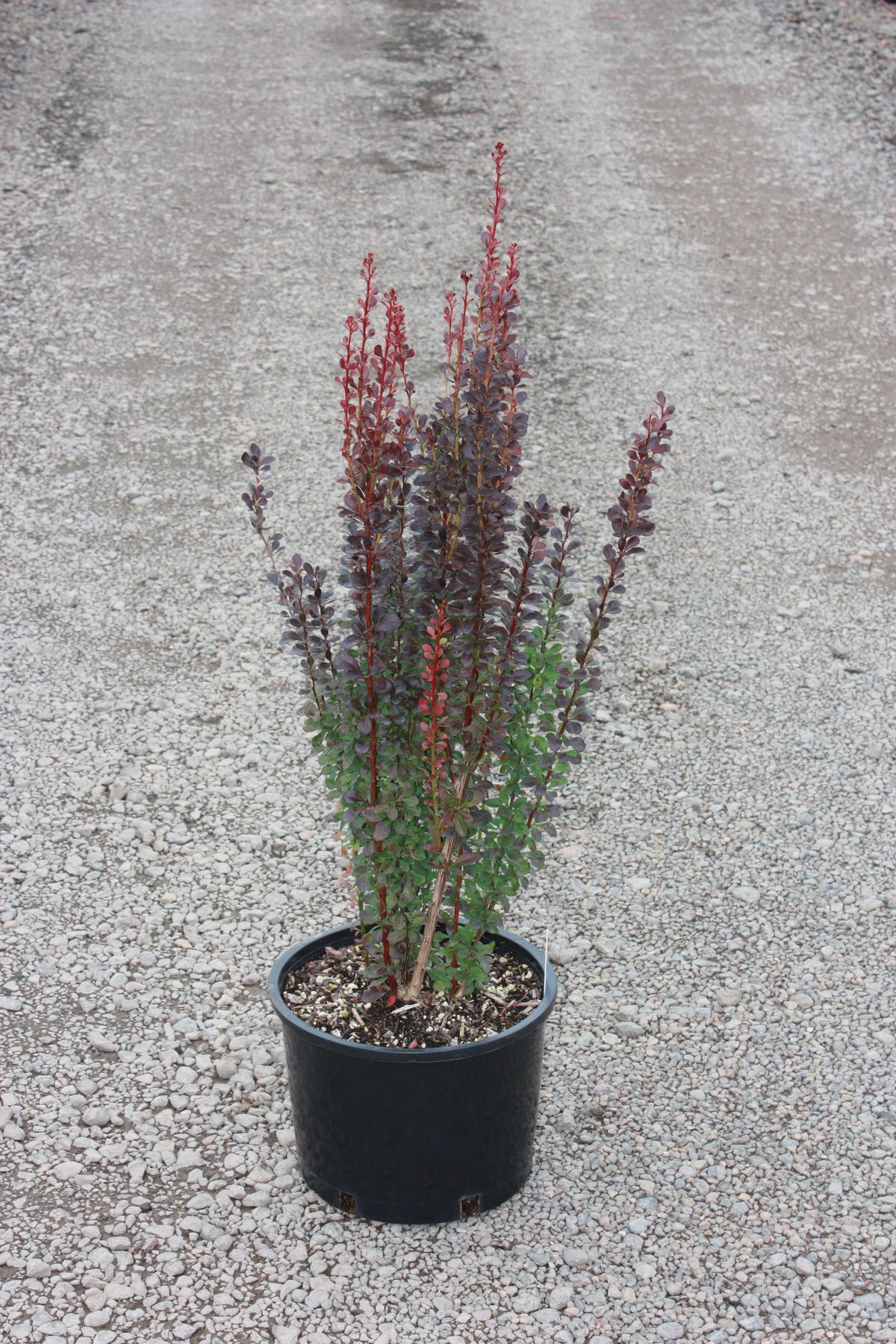 Berberis thunbergii 'Helmond Pillar'