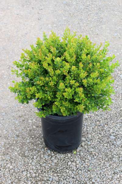 Berberis thunbergii 'Kobold'