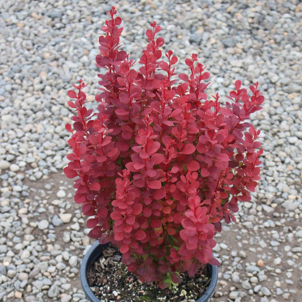Berberis thunbergii 'Orange Rocket' PP18411