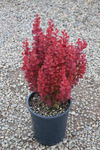 Berberis thunbergii 'Orange Rocket' PP18411