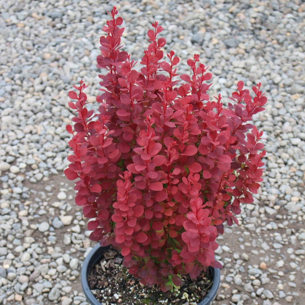 Berberis thunbergii 'Orange Rocket' PP18411