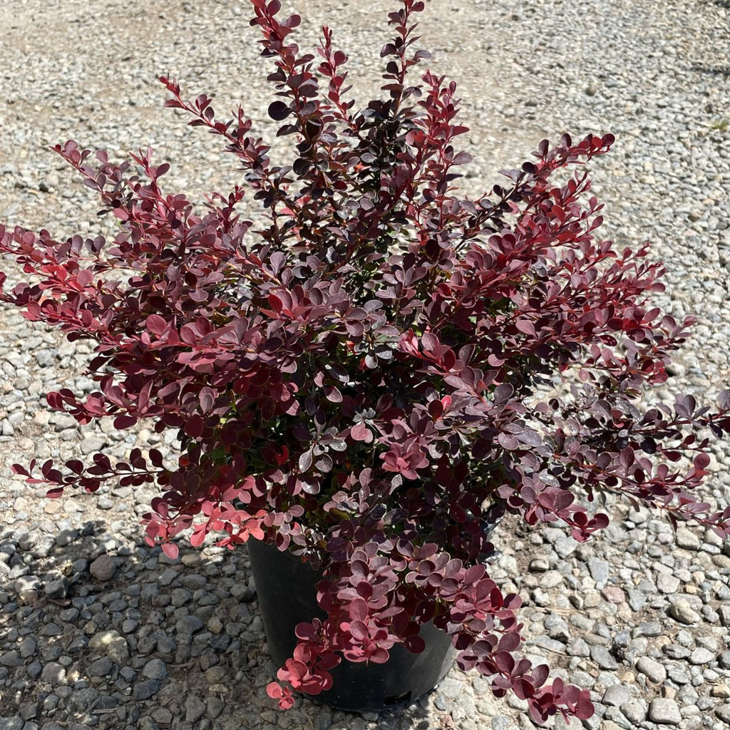 Berberis thunbergii 'Royal Burgundy'®