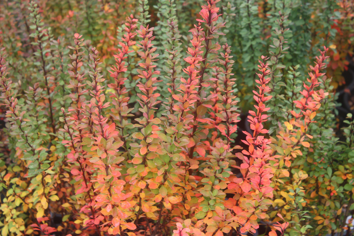 Berberis thunbergii 'Pow Wow'