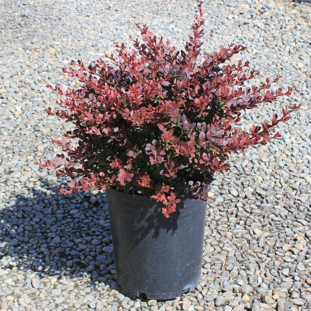 Berberis thunbergii Lava Nugget® 'Martha' PP#30594