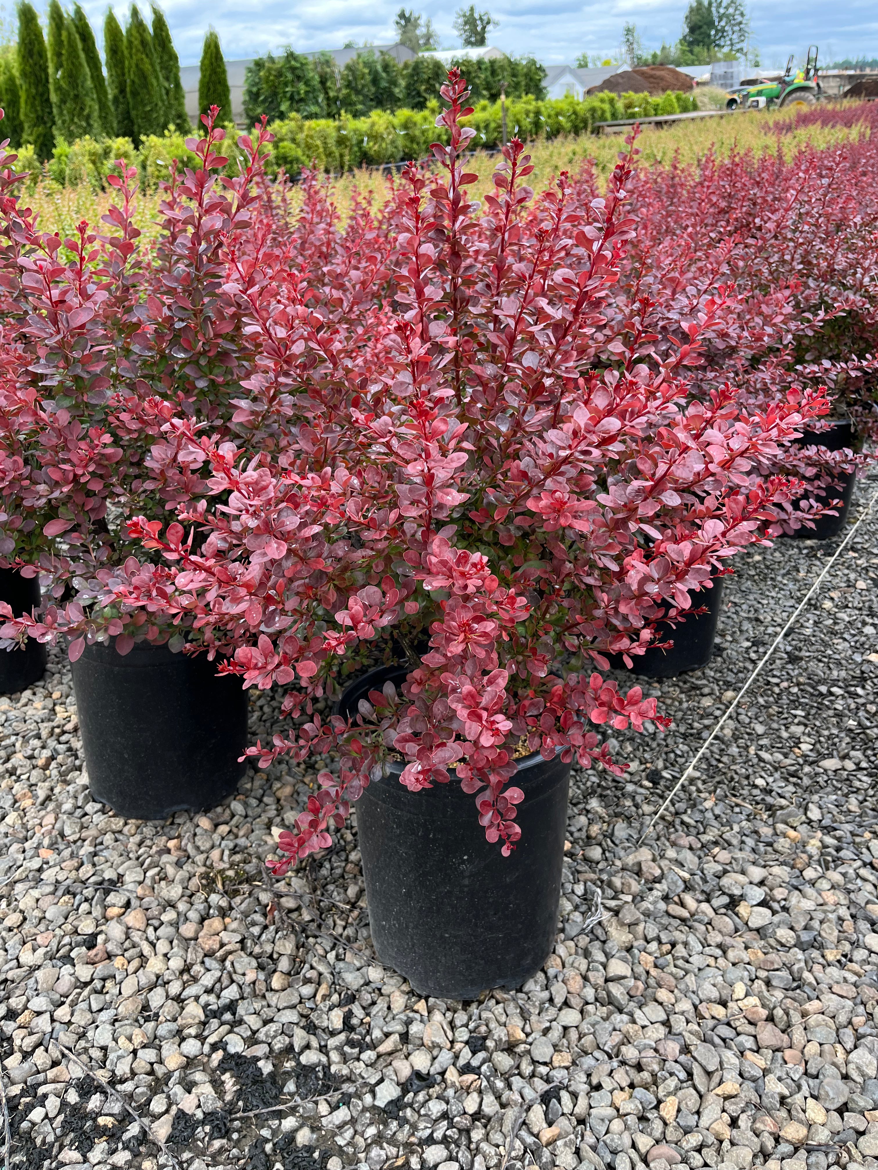 Berberis thunbergii 'Atropurpurea'