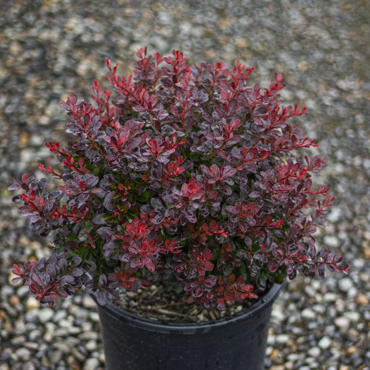 Berberis thunbergii 'Bagatelle'