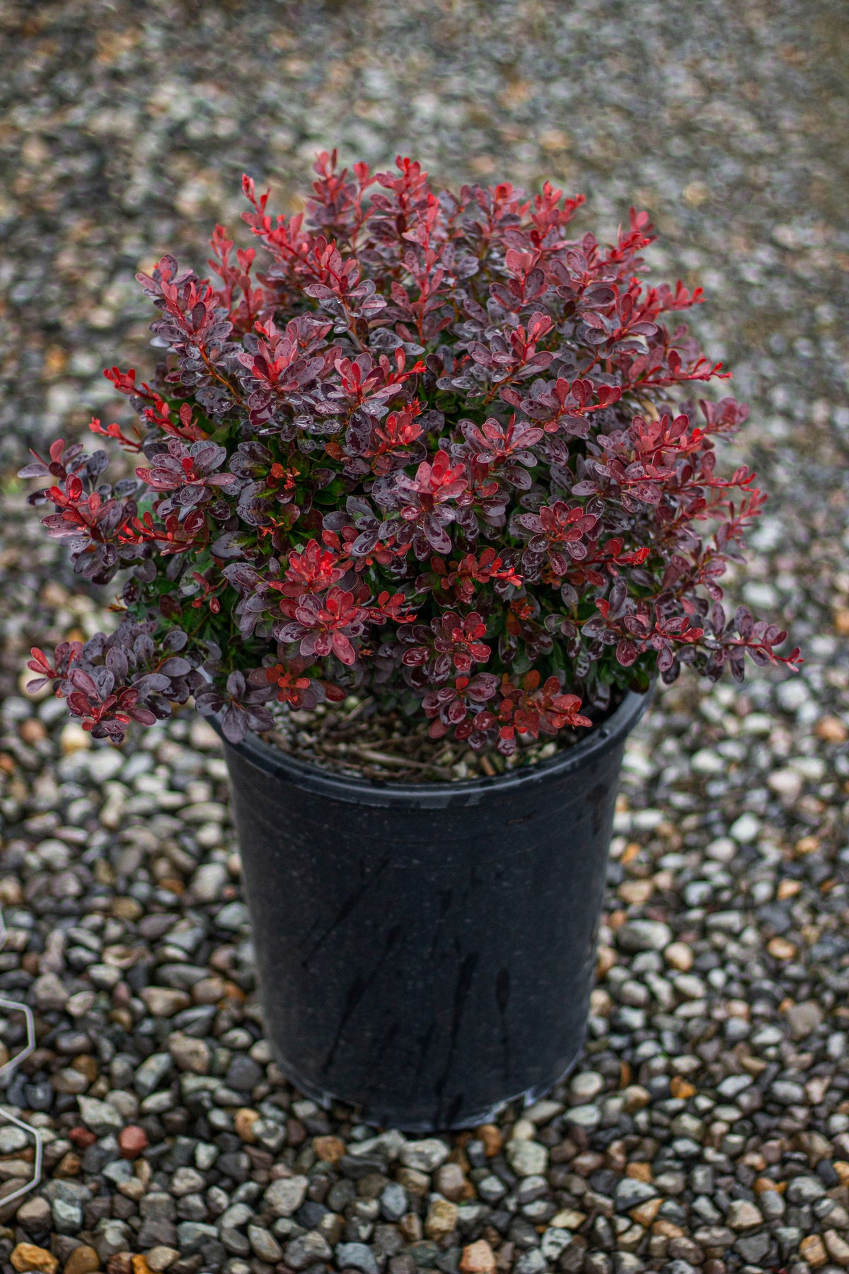 Berberis thunbergii 'Bagatelle'