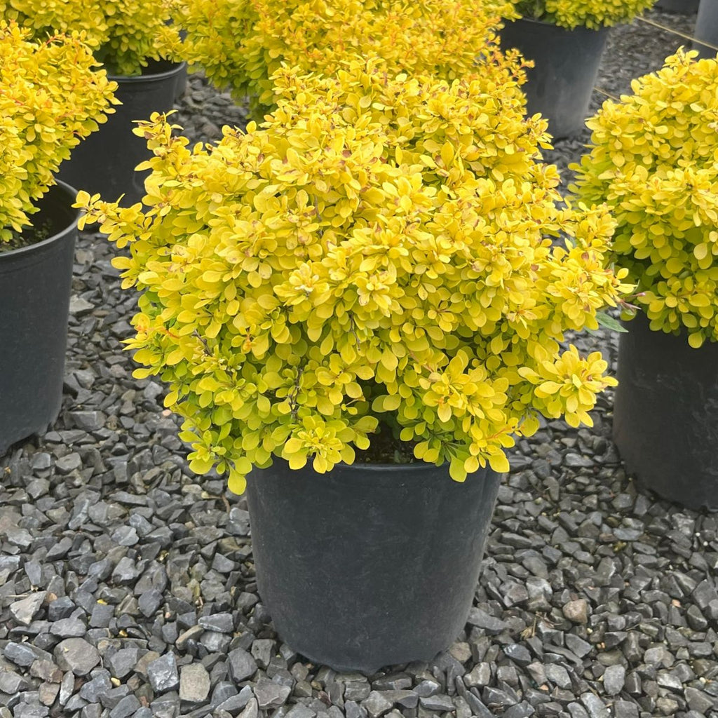 Berberis thunbergii 'Bonanza Gold'