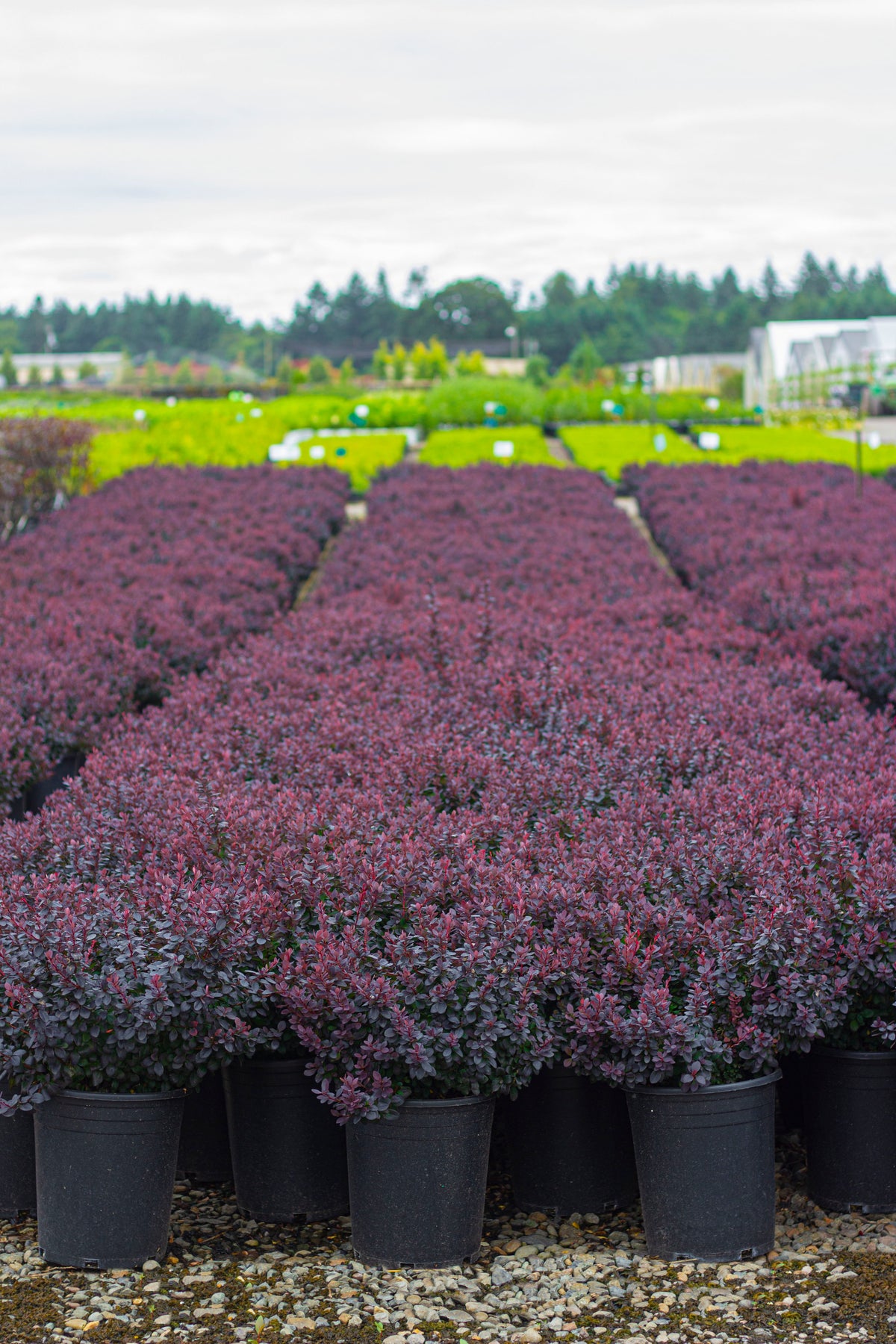 Berberis thunbergii 'Concorde'
