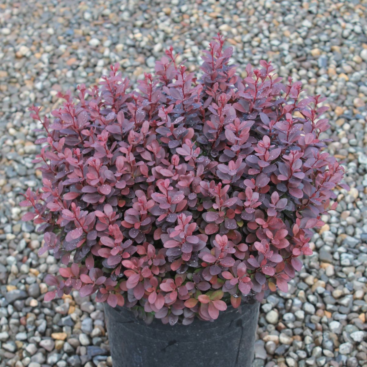 Berberis thunbergii 'Concorde'