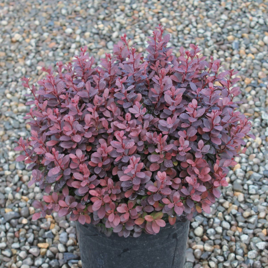 Berberis thunbergii 'Concorde'