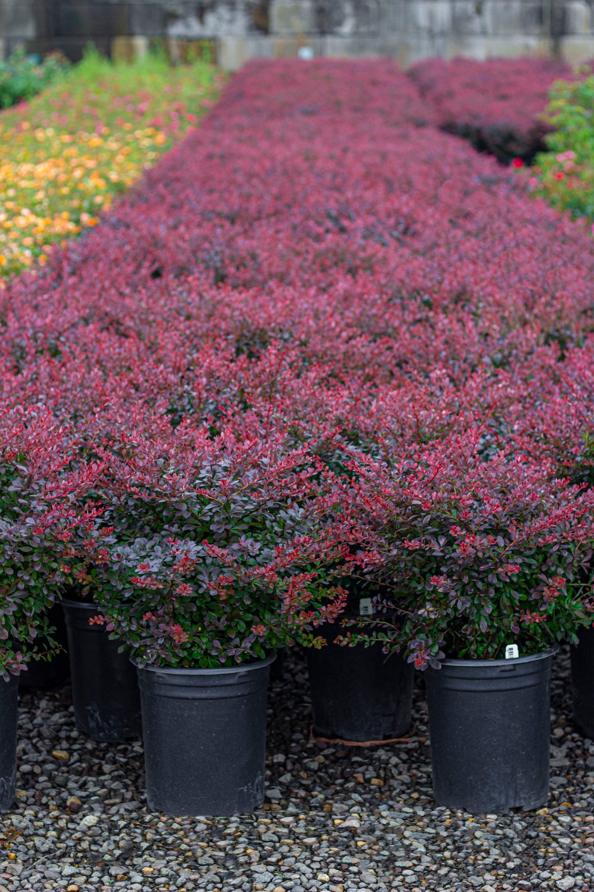 Berberis thunbergii 'Crimson Pygmy'