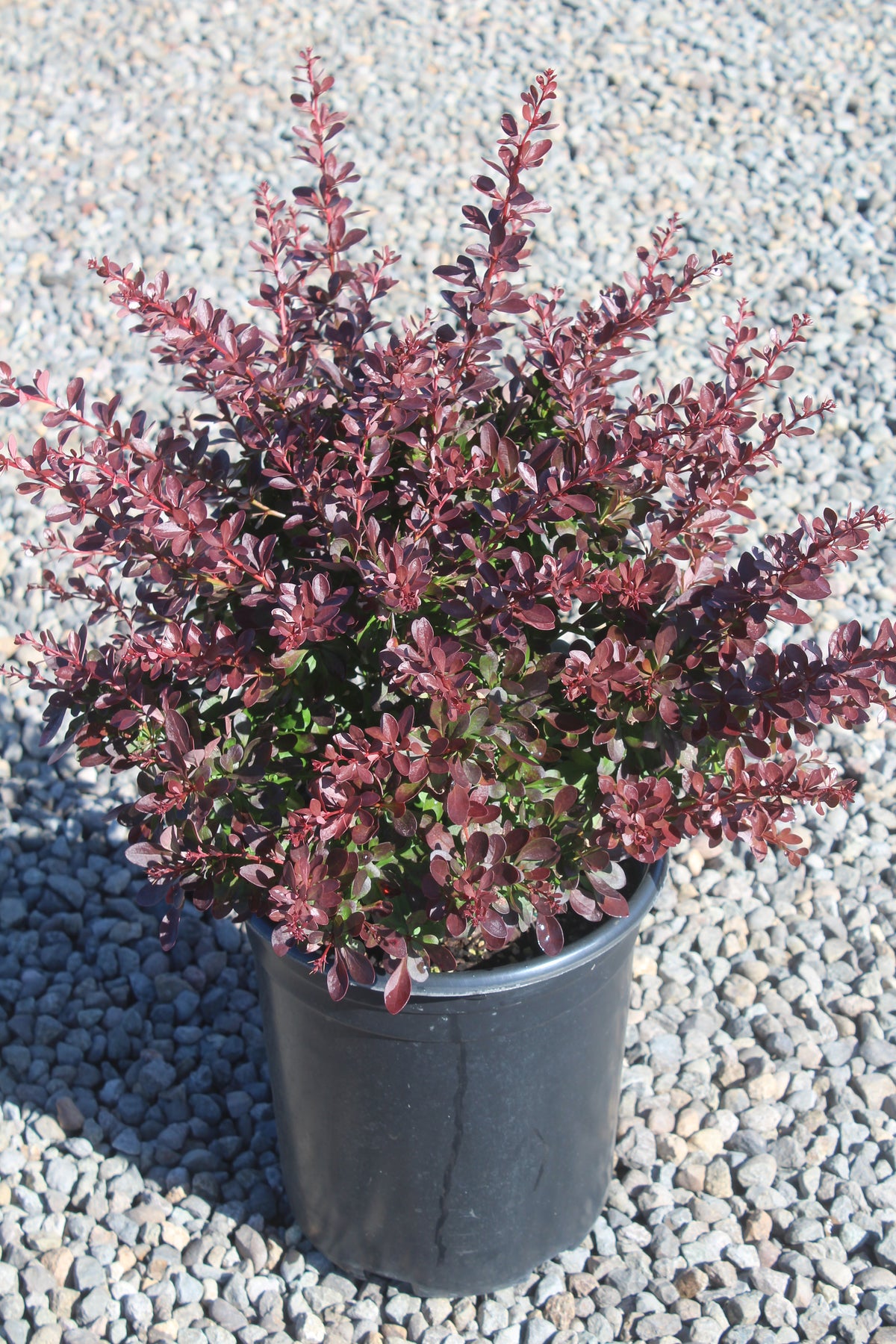 Berberis thunbergii 'Crimson Pygmy'