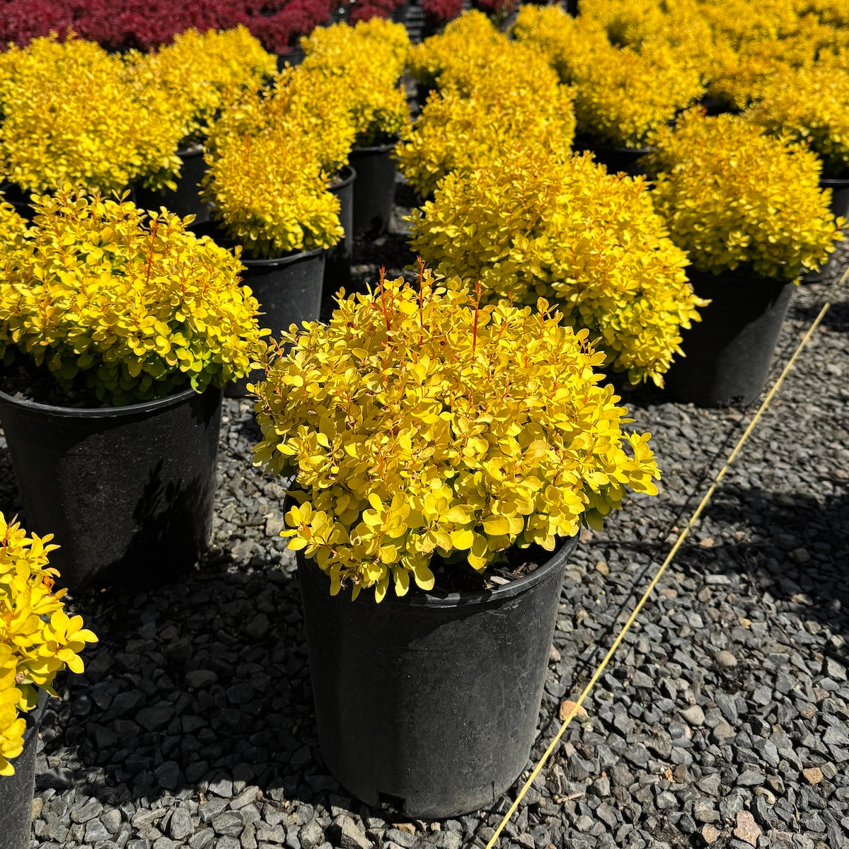 Berberis thunbergii Golden Jackpot'® 'Joyce' PP#30593