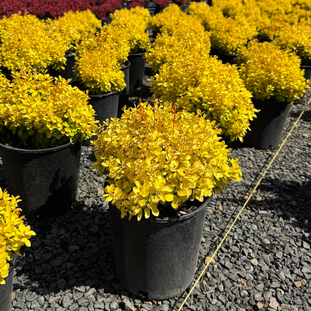 Berberis thunbergii Golden Jackpot'® 'Joyce' PP#30593