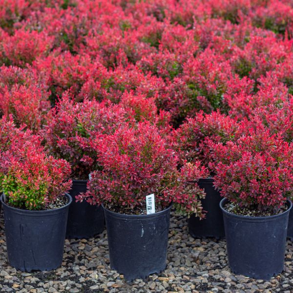 Berberis thunbergii 'Golden Ruby'® PP16203