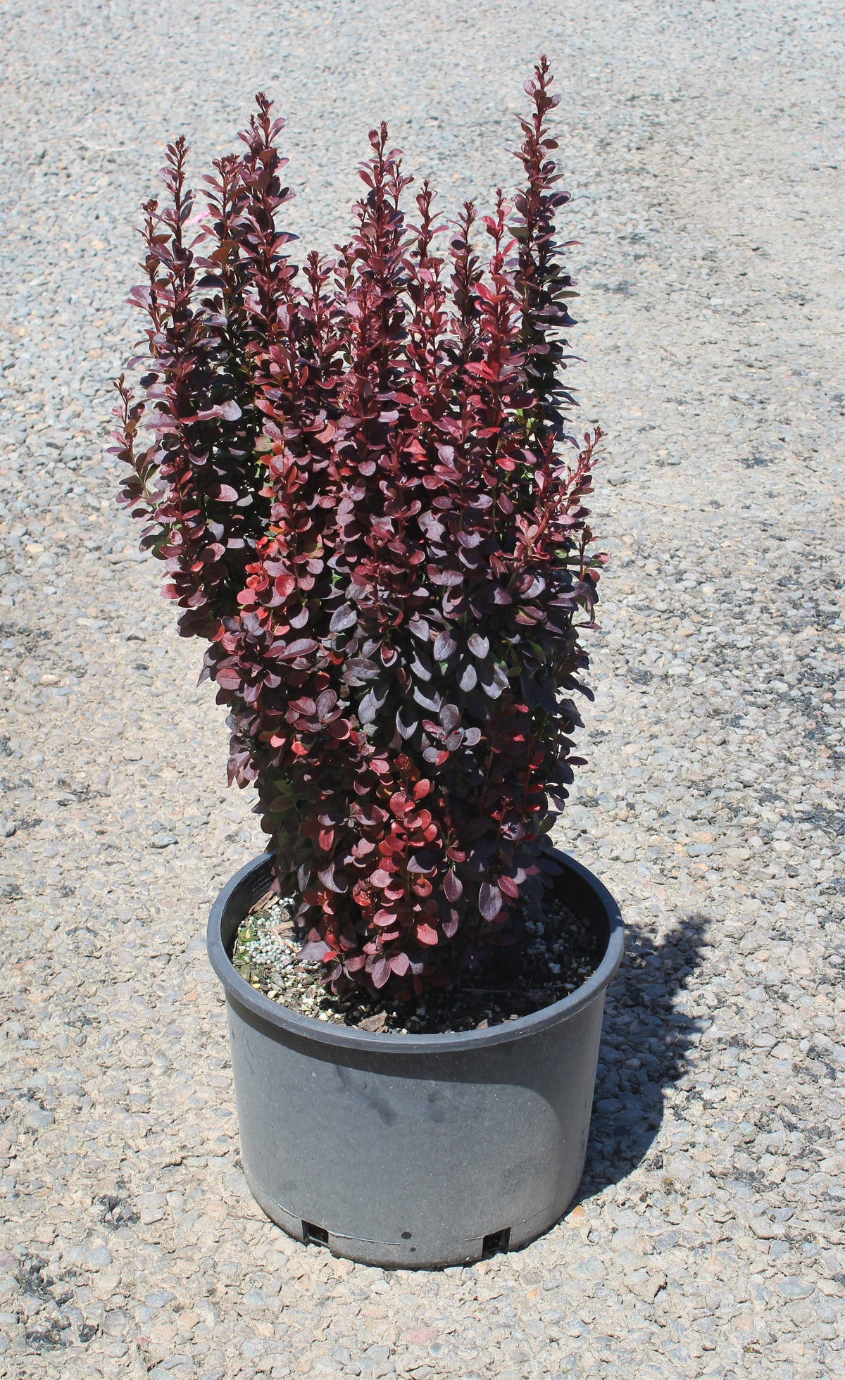 Berberis thunbergii 'Helmond Pillar'
