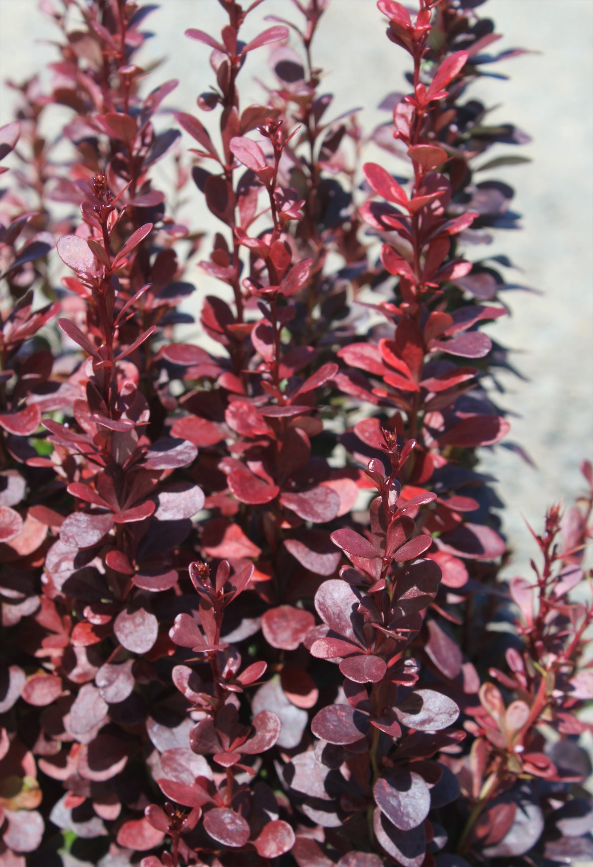 Berberis thunbergii 'Helmond Pillar'