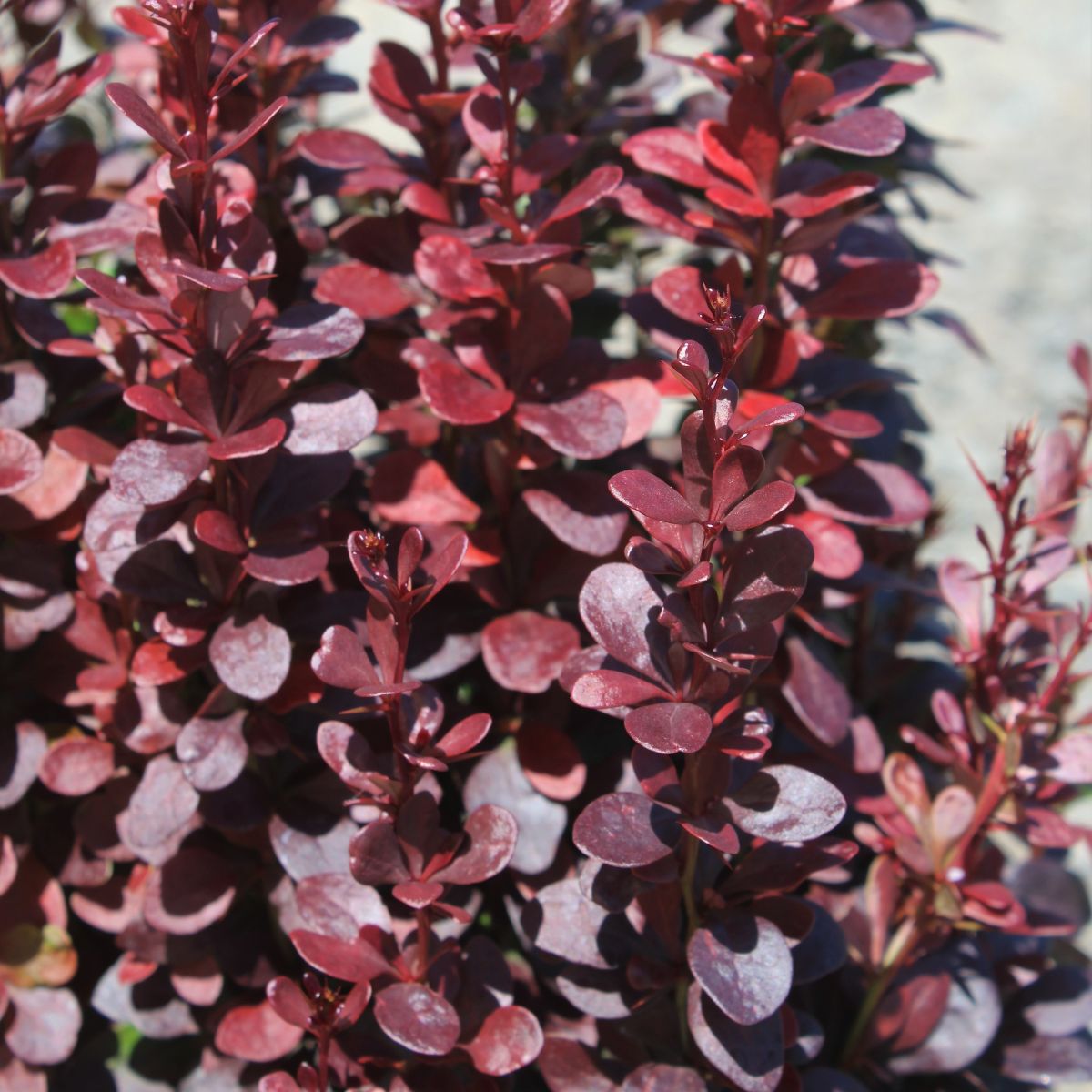 Berberis thunbergii 'Helmond Pillar'