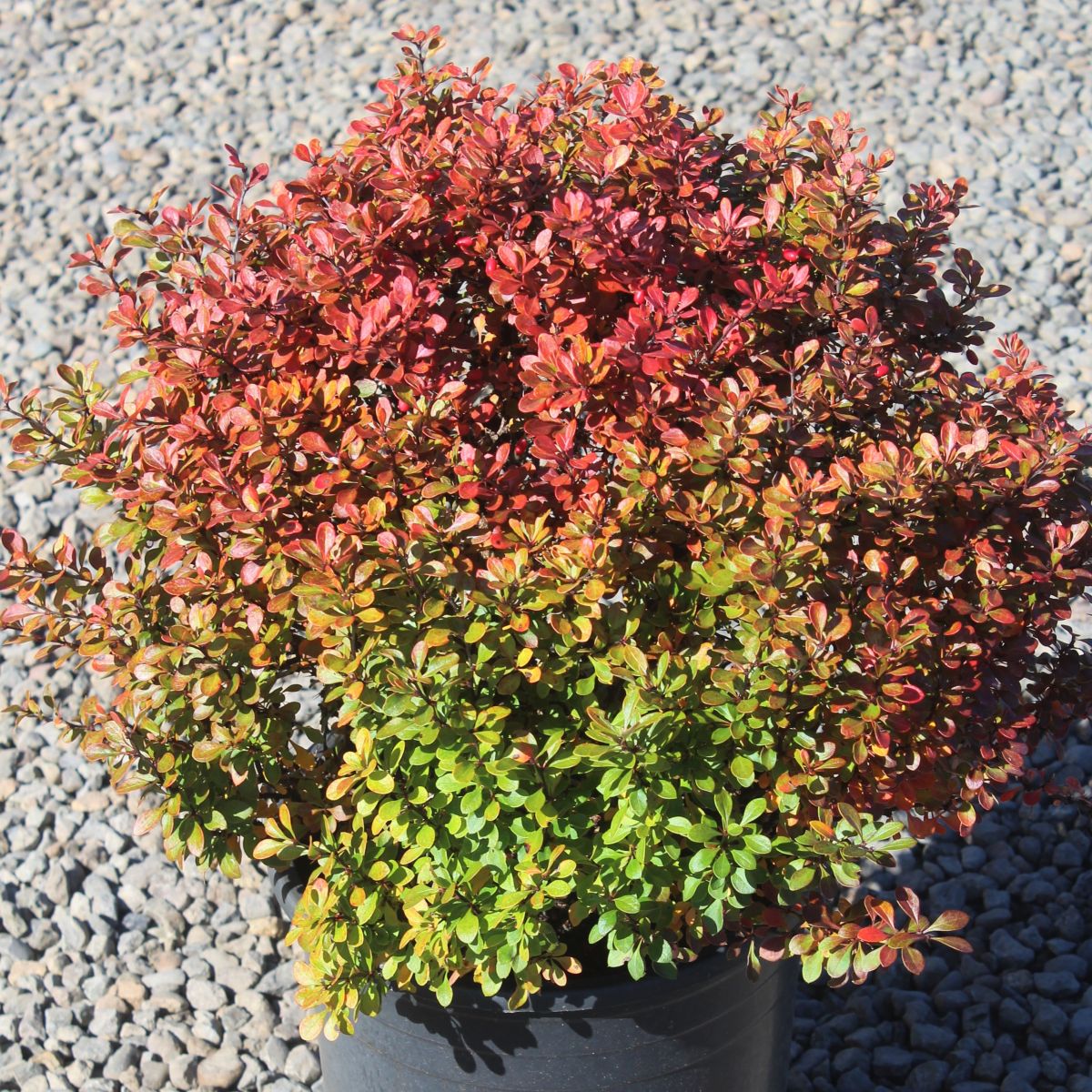 Berberis thunbergii 'Kobold'