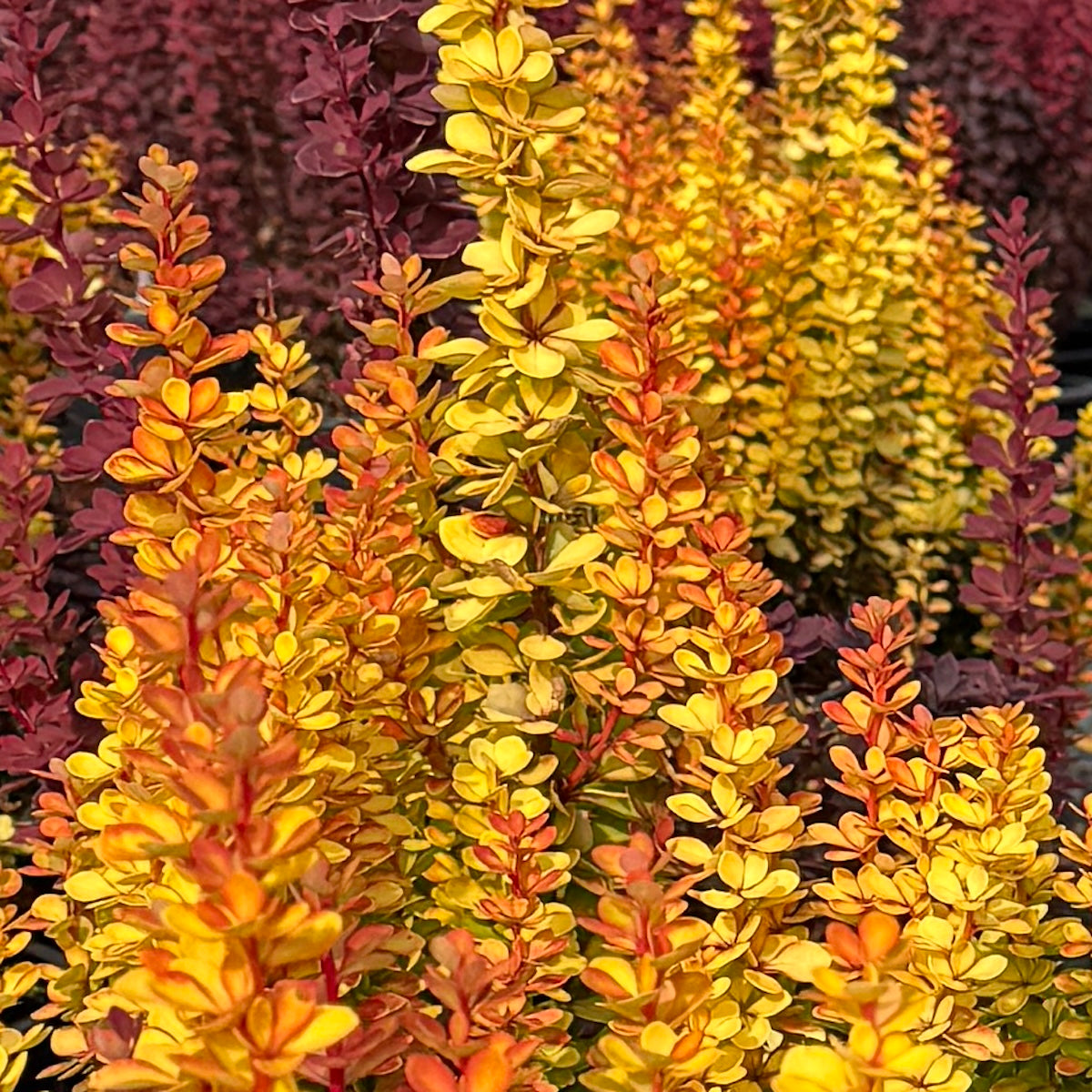 Berberis thunbergii 'Orange Torch' PP27831