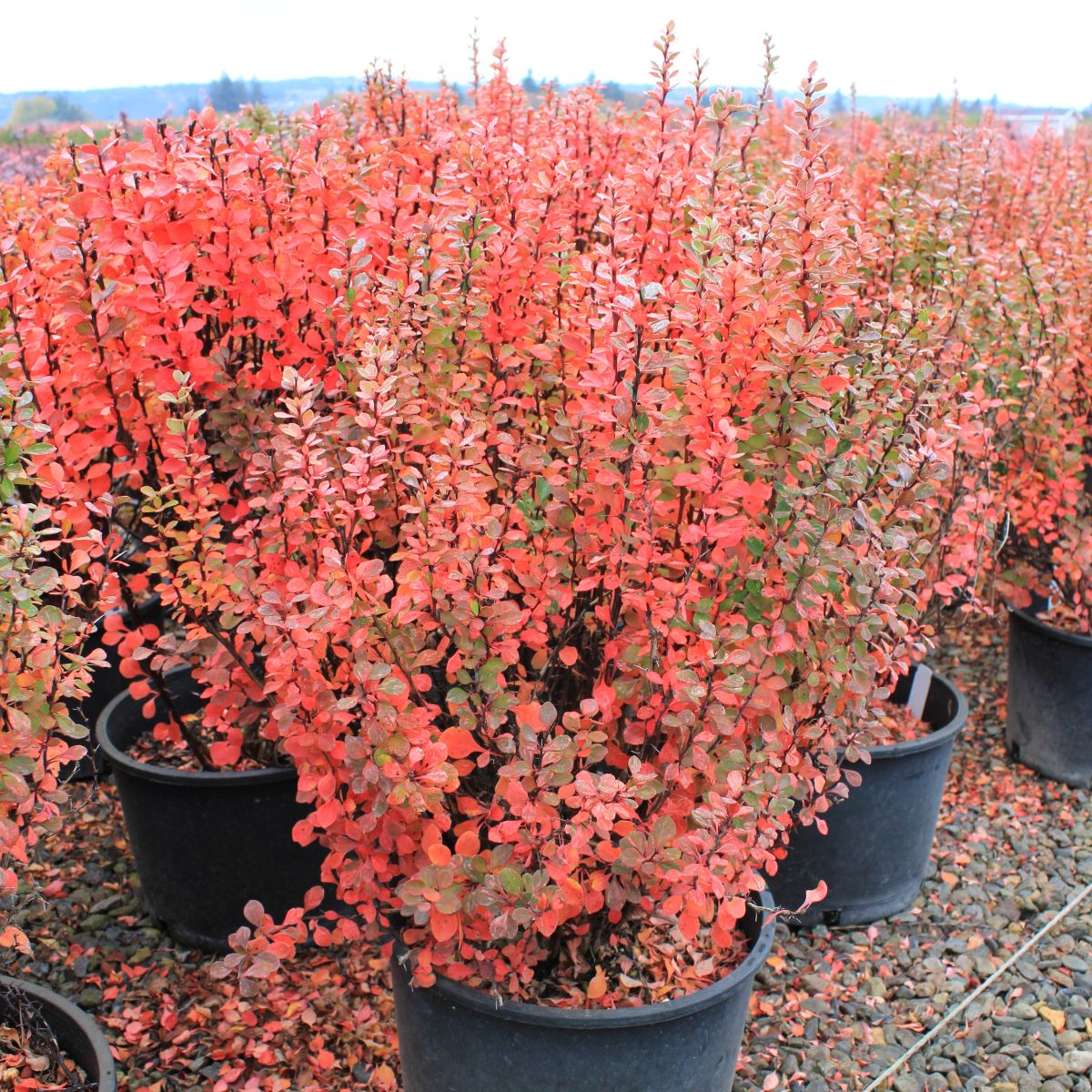 Berberis thunbergii 'Pow Wow'