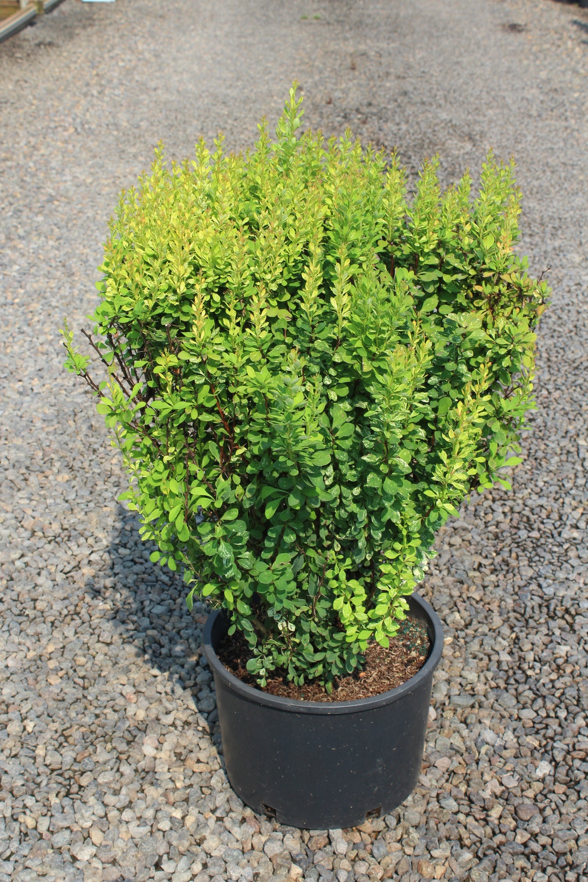 Berberis thunbergii 'Pow Wow'