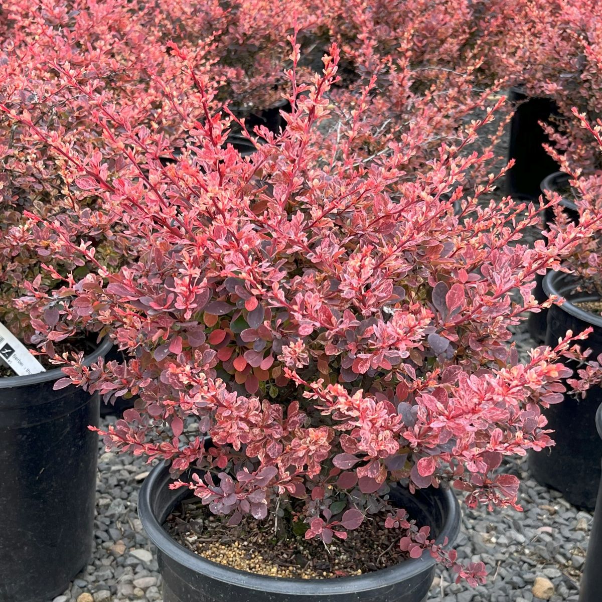 Berberis thunbergii 'Rose Glow'