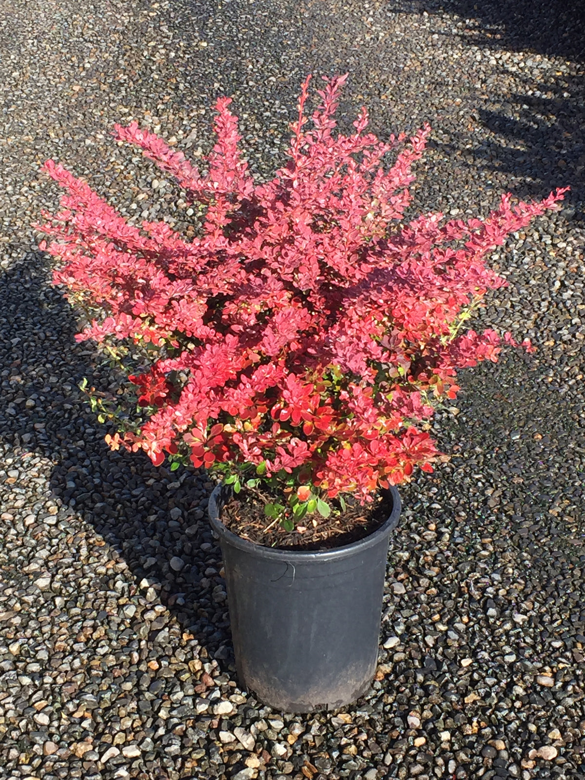 Berberis thunbergii 'Rose Glow'