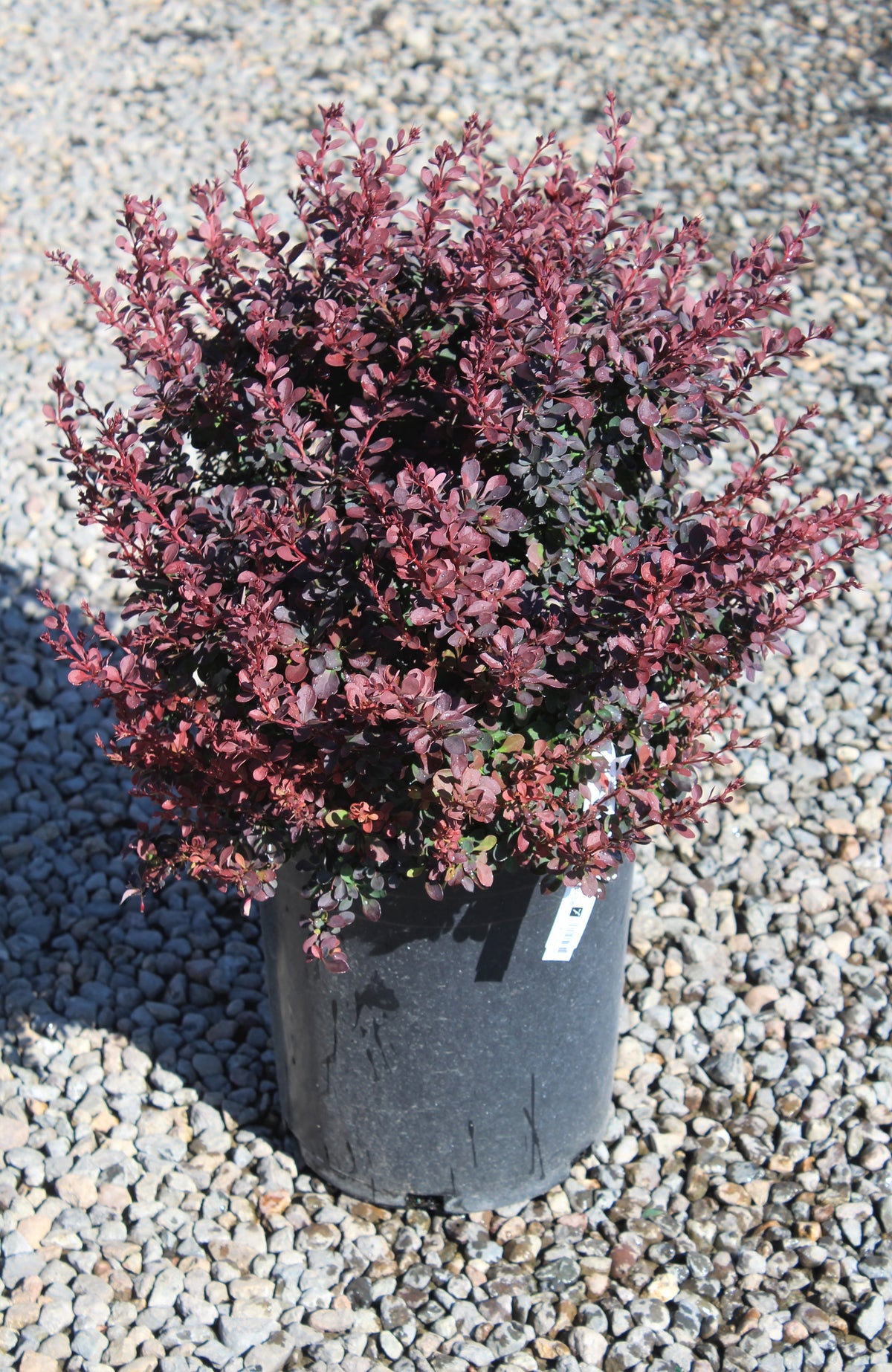 Berberis thunbergii 'Royal Burgundy'®