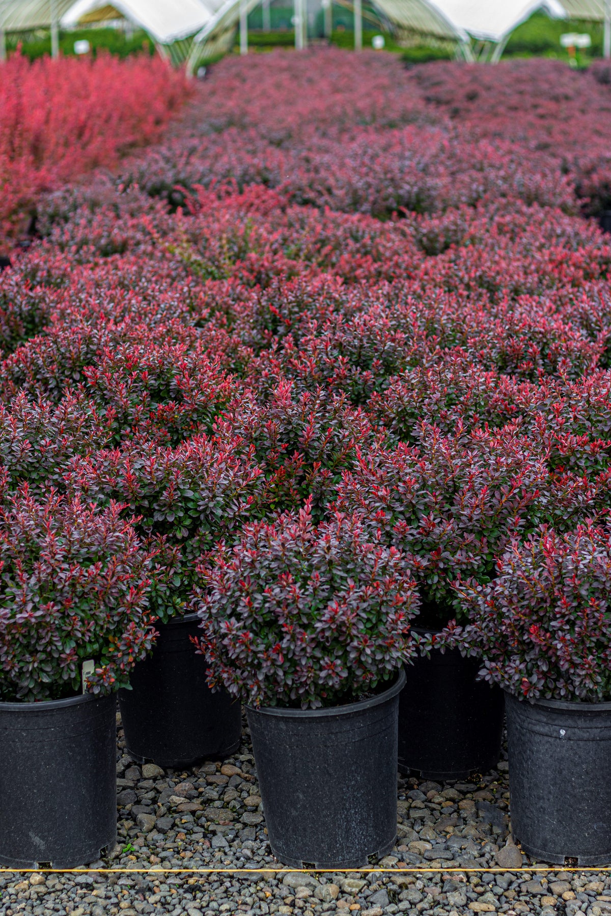 Berberis thunbergii 'Bagatelle'