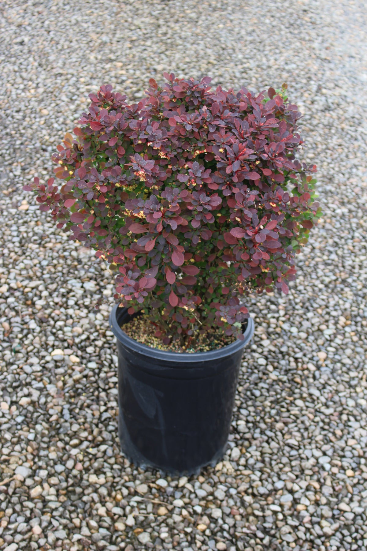Berberis thunbergii 'Rose Glow'