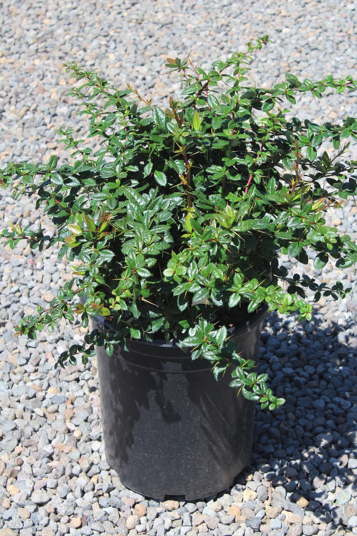 Berberis x glad. 'William Penn'