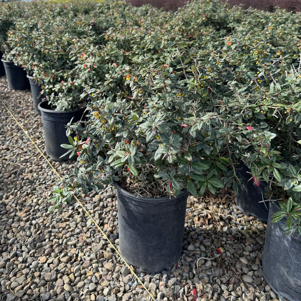 Berberis x glad. 'William Penn'