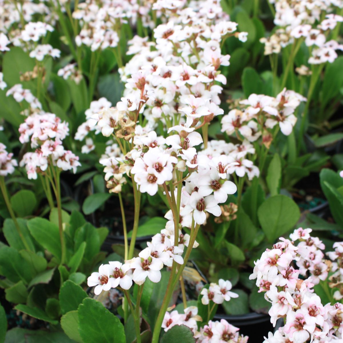 Bergenia Dragonfly™ 'Angel Kiss'