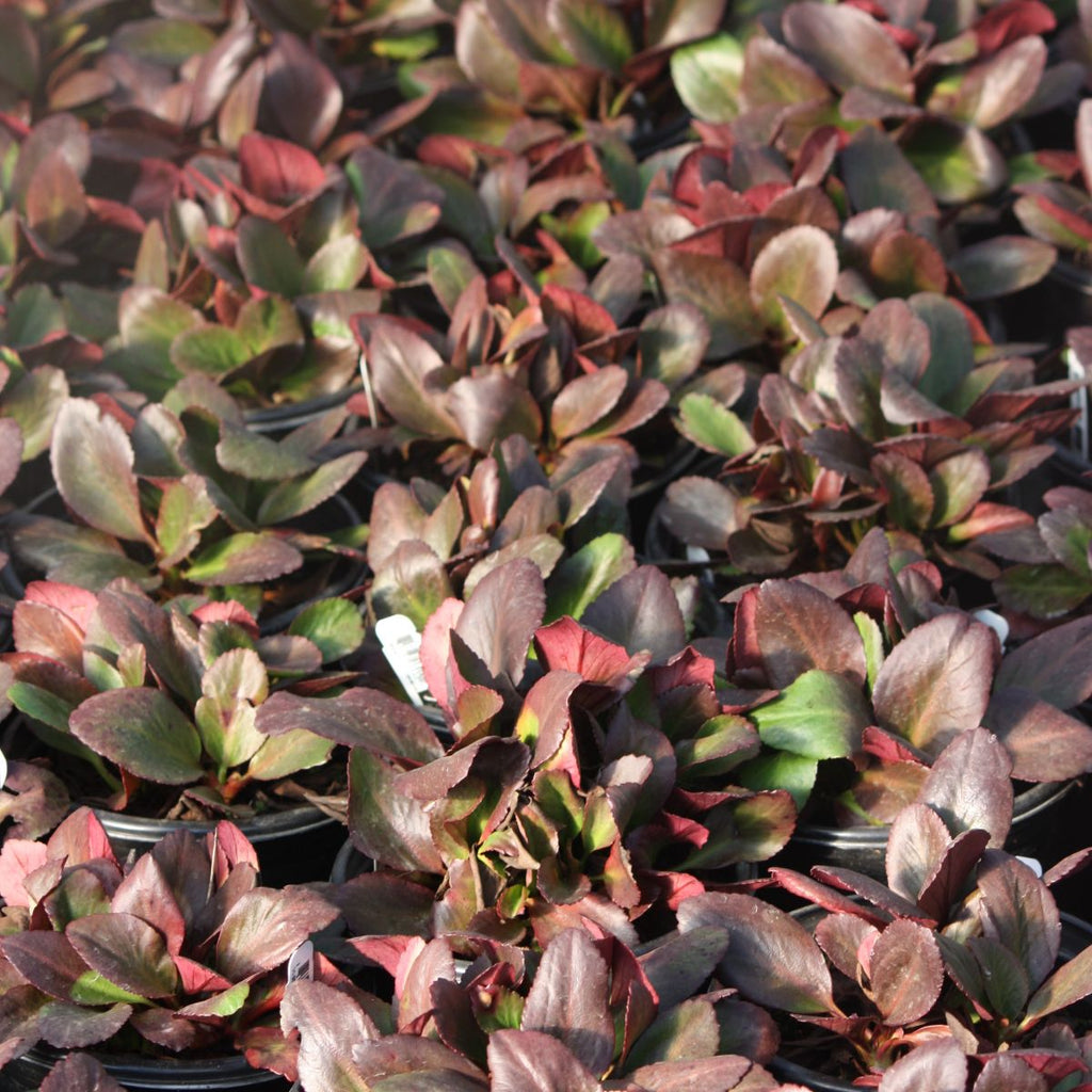 Bergenia x 'Bressingham Ruby' (red) PP7344