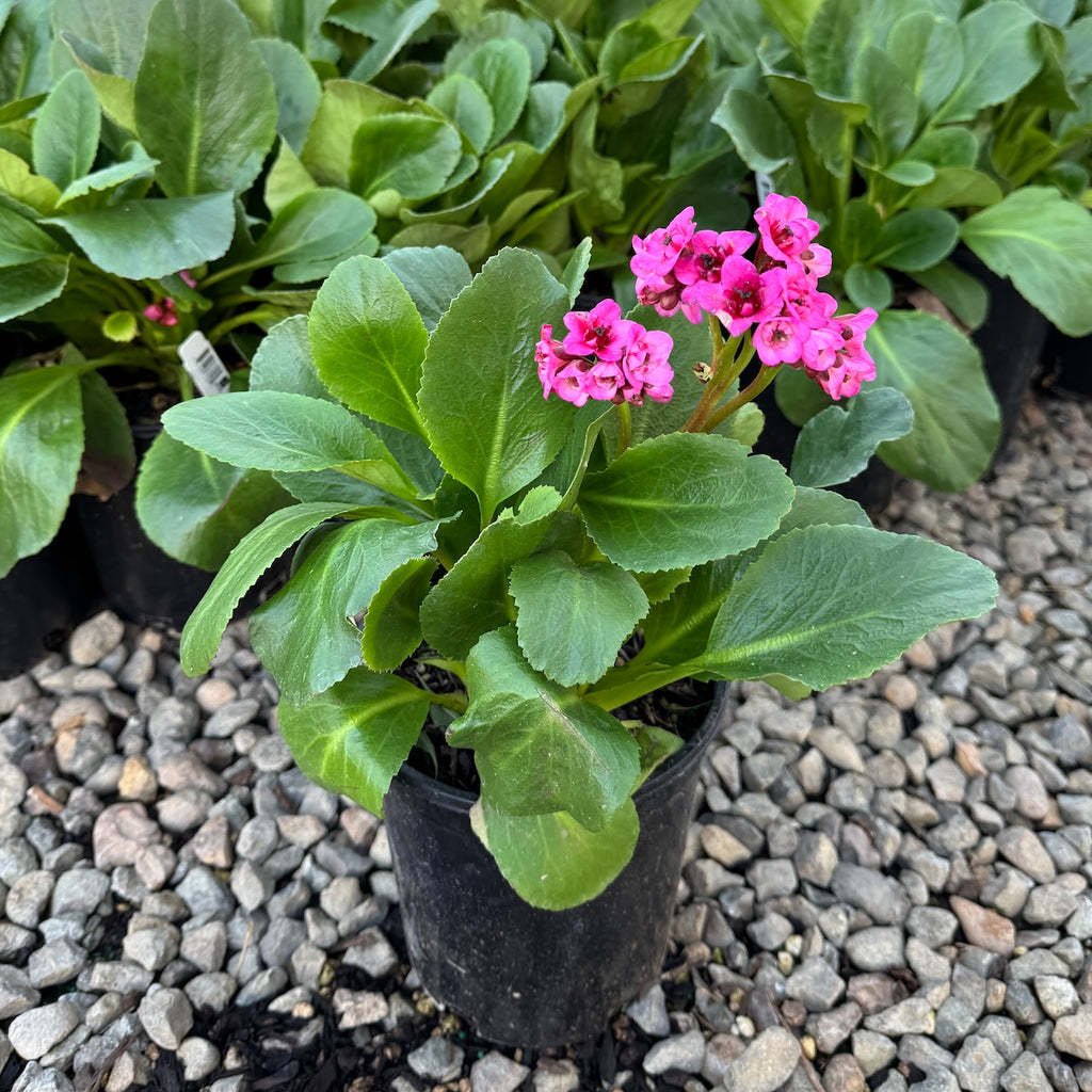 Bergenia 'Vintage™' (pink)