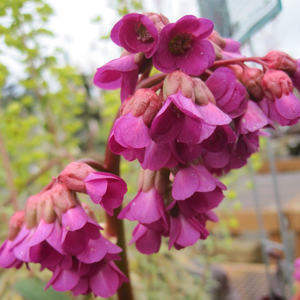 Bergenia c. 'Red Beauty' (purple red)