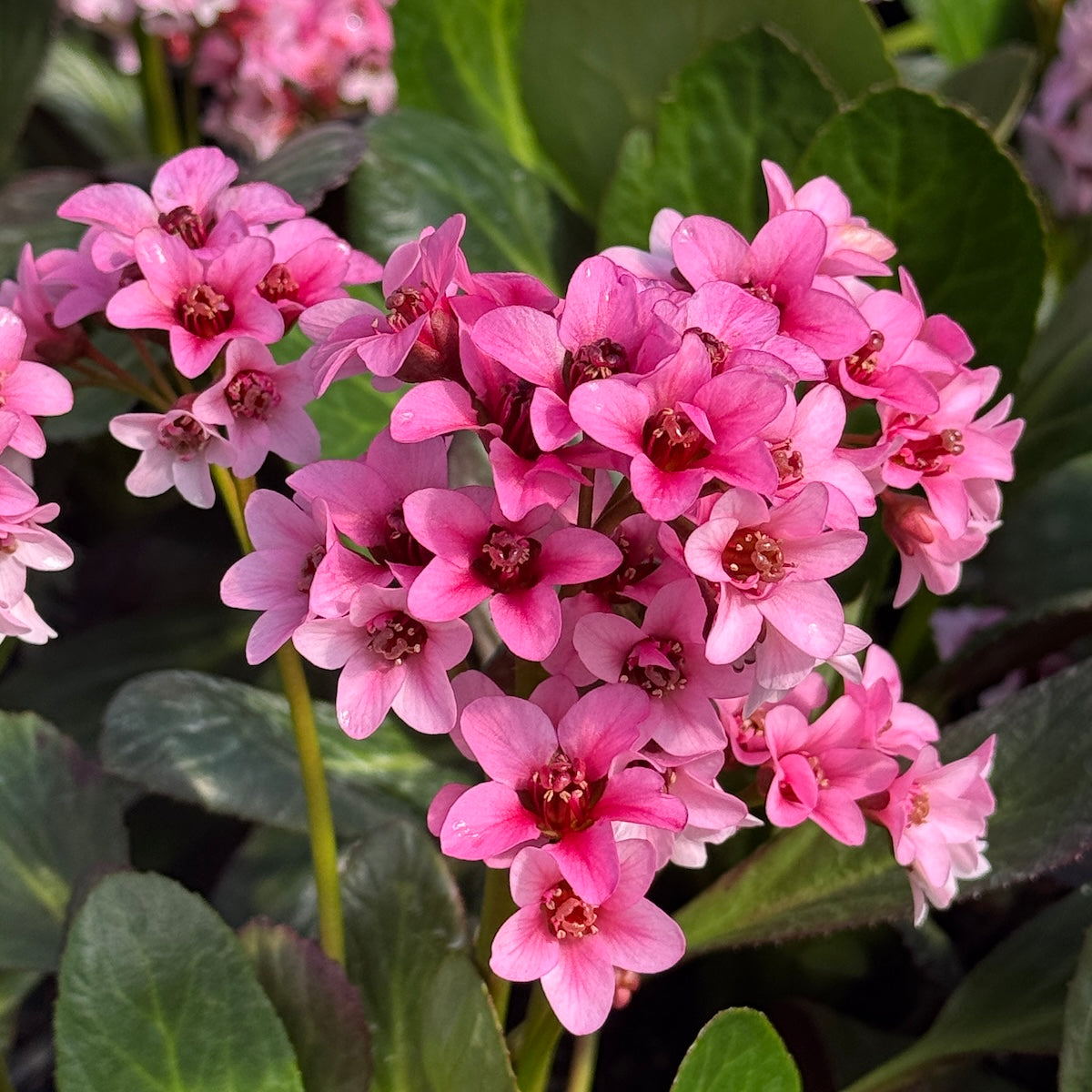 Bergenia Dragonfly™ 'Spring Fling'