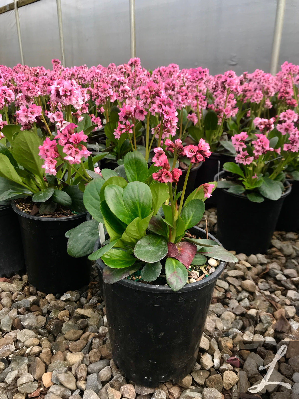 Bergenia c. 'Pink Dragonfly'